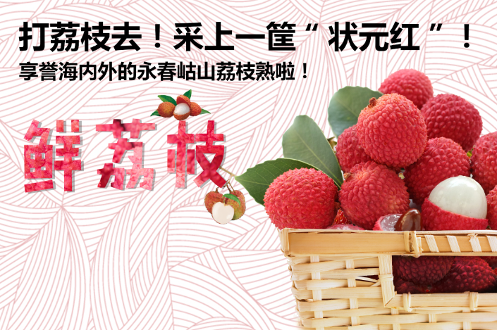 享誉海内外的永春岵山荔枝熟啦！