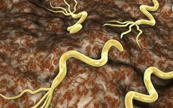 导致你口臭治不好的幽门螺旋杆菌,大蒜真的能