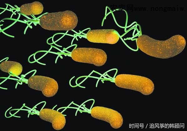 幽门螺杆菌阳性,便潜血弱阳性,是胃癌吗?