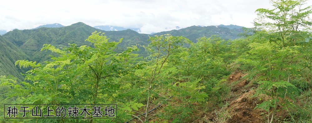 云南辣木籽和印度辣木籽的功效与作用及区别