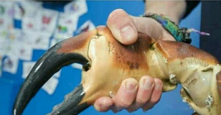 美女在海滩晒日光浴,却被螃蟹认作生蚝夹伤,结果令人尴尬不已