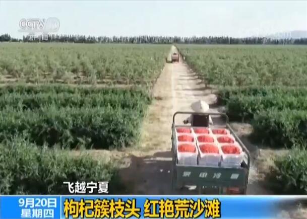 枸杞簇枝头 红艳荒沙滩 枸杞簇枝头 红艳荒沙滩