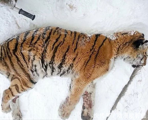 村民发现老虎受伤躺在家门口,为其治好伤后,老虎竟然来报恩