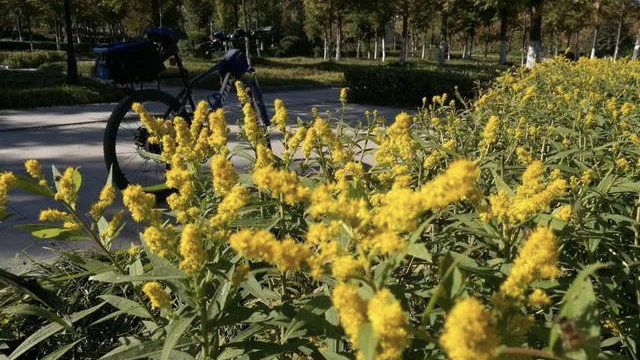 全国多地清剿“一枝黄花”！防范外来物种入侵 我们能做些什么？