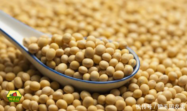 中美贸易战影响大豆进口,食用油和猪肉价格会