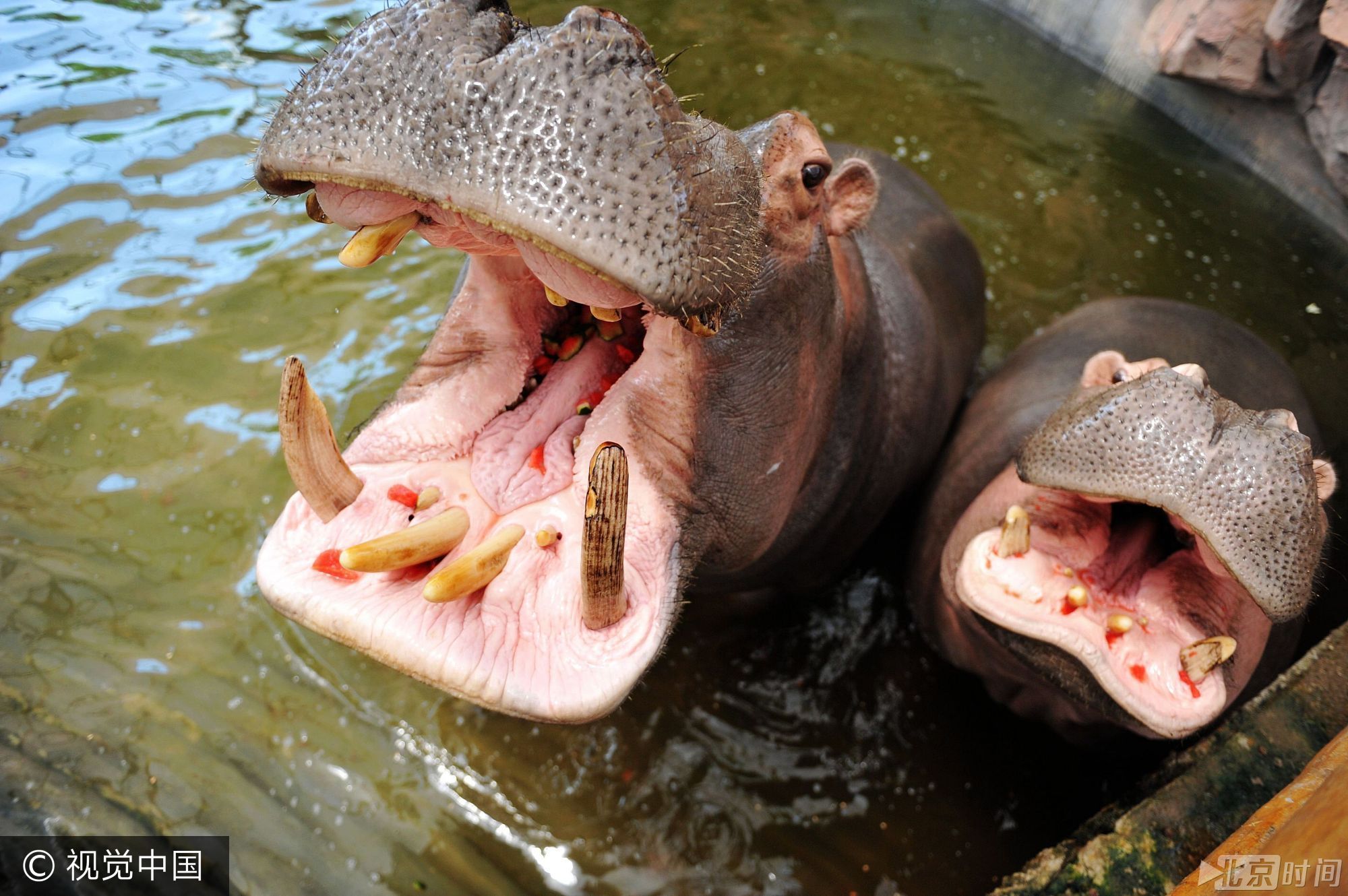 活久见!动物园河马泡水池啃西瓜 尽享夏日清凉
