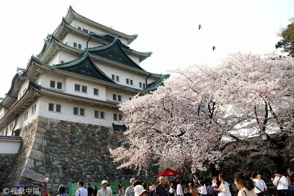 春游日本名古屋 樱花绽放游客如织