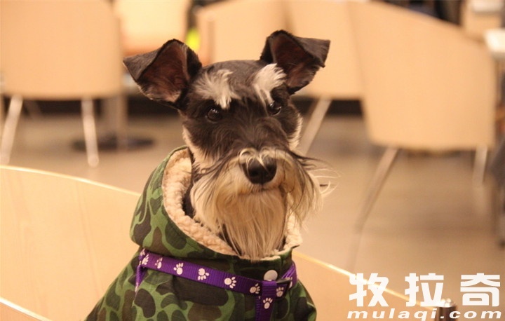 二手烟对狗狗的危害,每个铲屎官都应该知道!