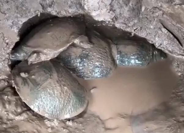 农村小伙发现一个甲鱼洞,里面竟藏有4只差不多2斤重的甲鱼