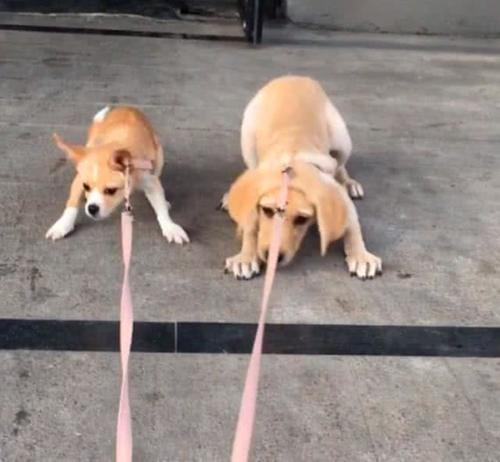 主人出门遛金毛,金毛趴地上不想回家,金毛:有种