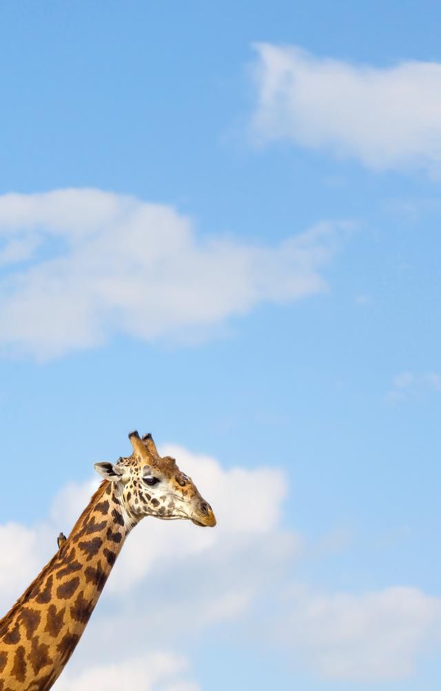 锤子坚果Pro 2官方壁纸分享:换上它们,让你的手