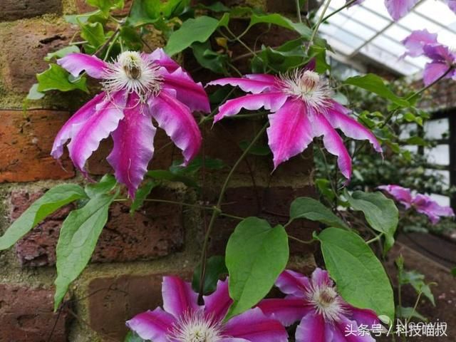 华为 P20 Pro VS诺基亚Lumia1020:穿越时空的