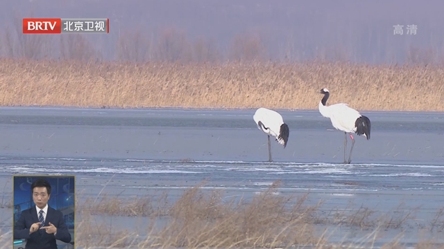 延庆区首次发现国家一级重点保护野生动物丹顶鹤 延庆区首次发现国家一级重点保护野生动物丹顶鹤