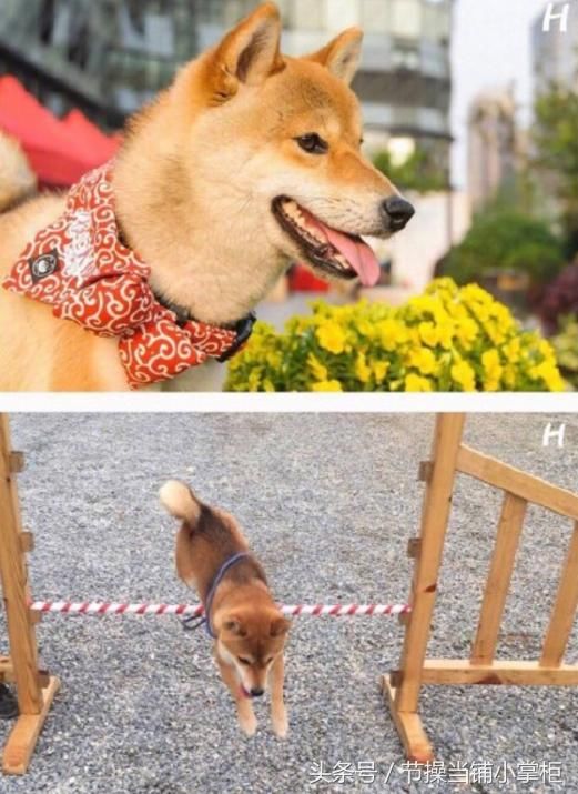 何炅没忍住透露了消息,《向往的生活》新一季开录,网友:小h呢