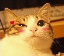 像热锅上的蚂蚁用英语怎么说?为啥是喵喵喵?