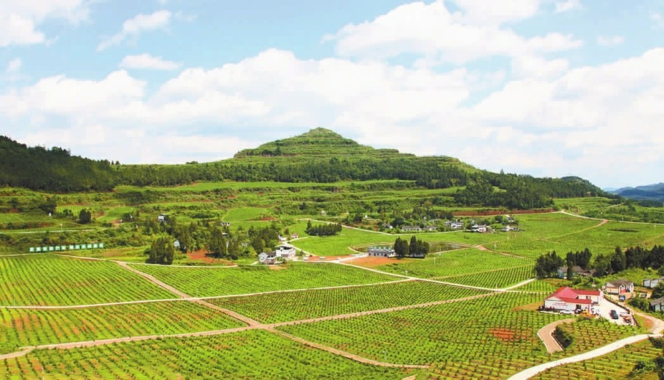 金果果 托起 致富梦 南充市人民对外友好协会官方网站 金果果 托起 致富梦 南充市人民对外友好协会官方网站