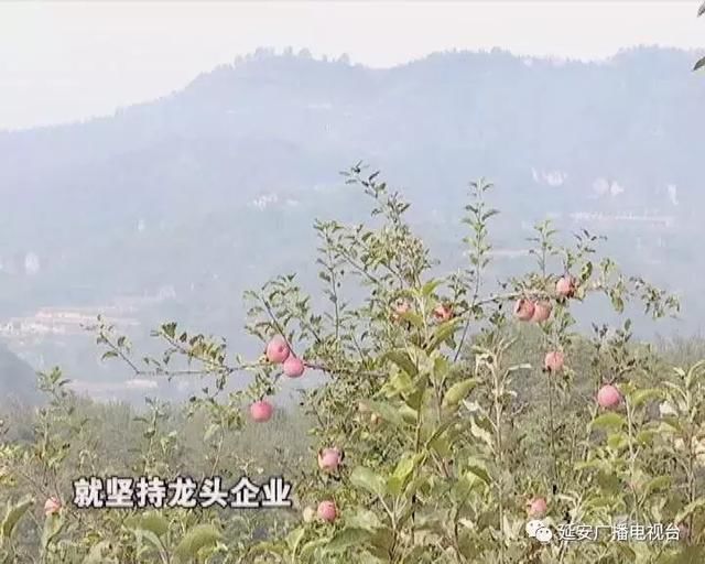 延安延川县:实现经济均衡发展 助力追赶超越
