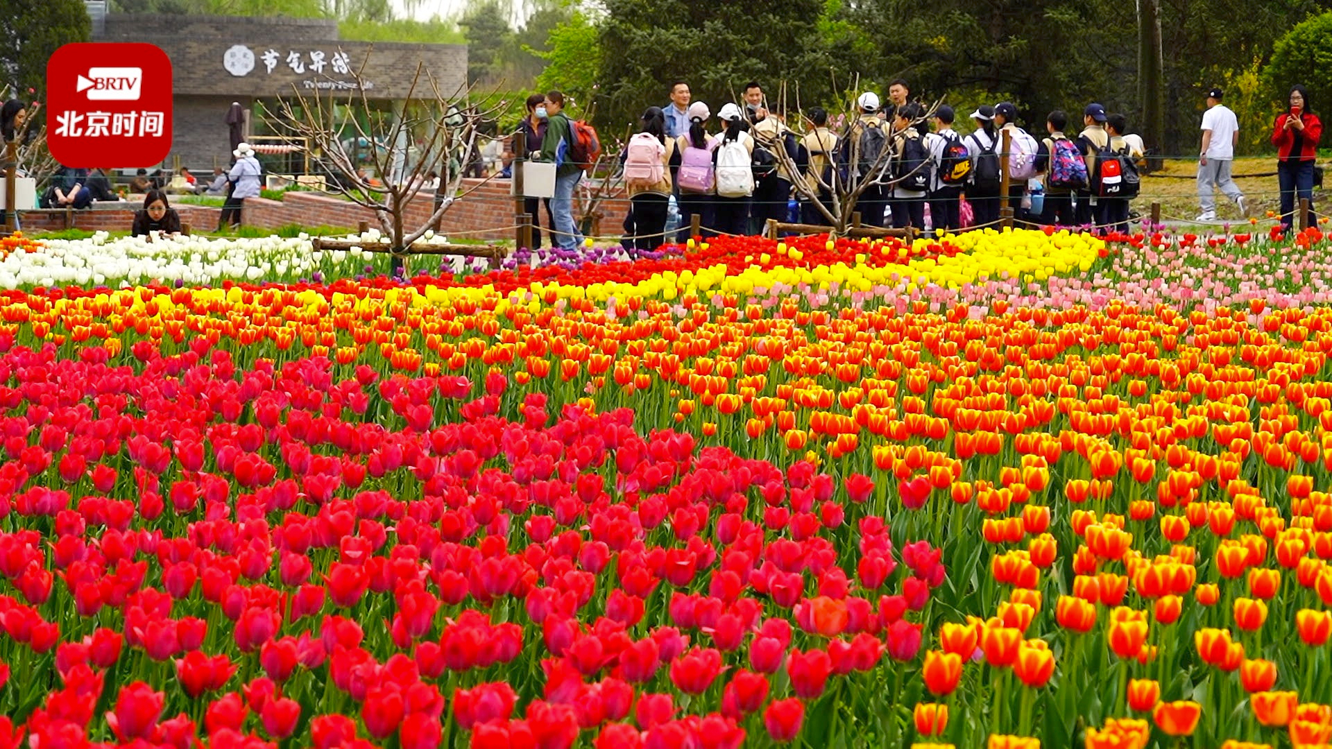 国家植物园郁金香盛开 彩色花带好似油画