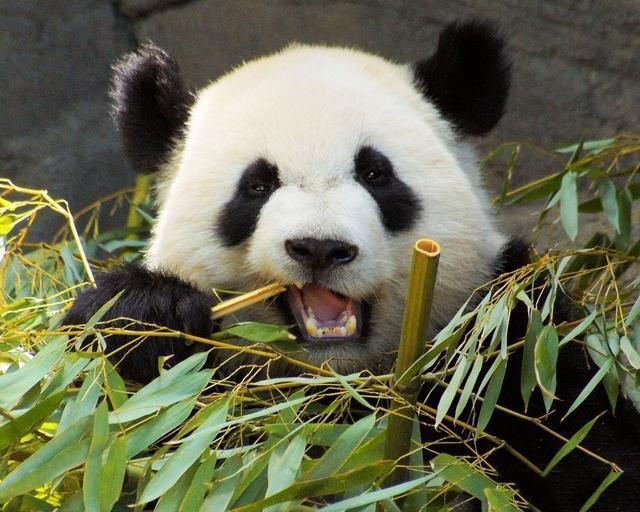虽然如此,大熊猫仍然不是一个好惹的家伙.