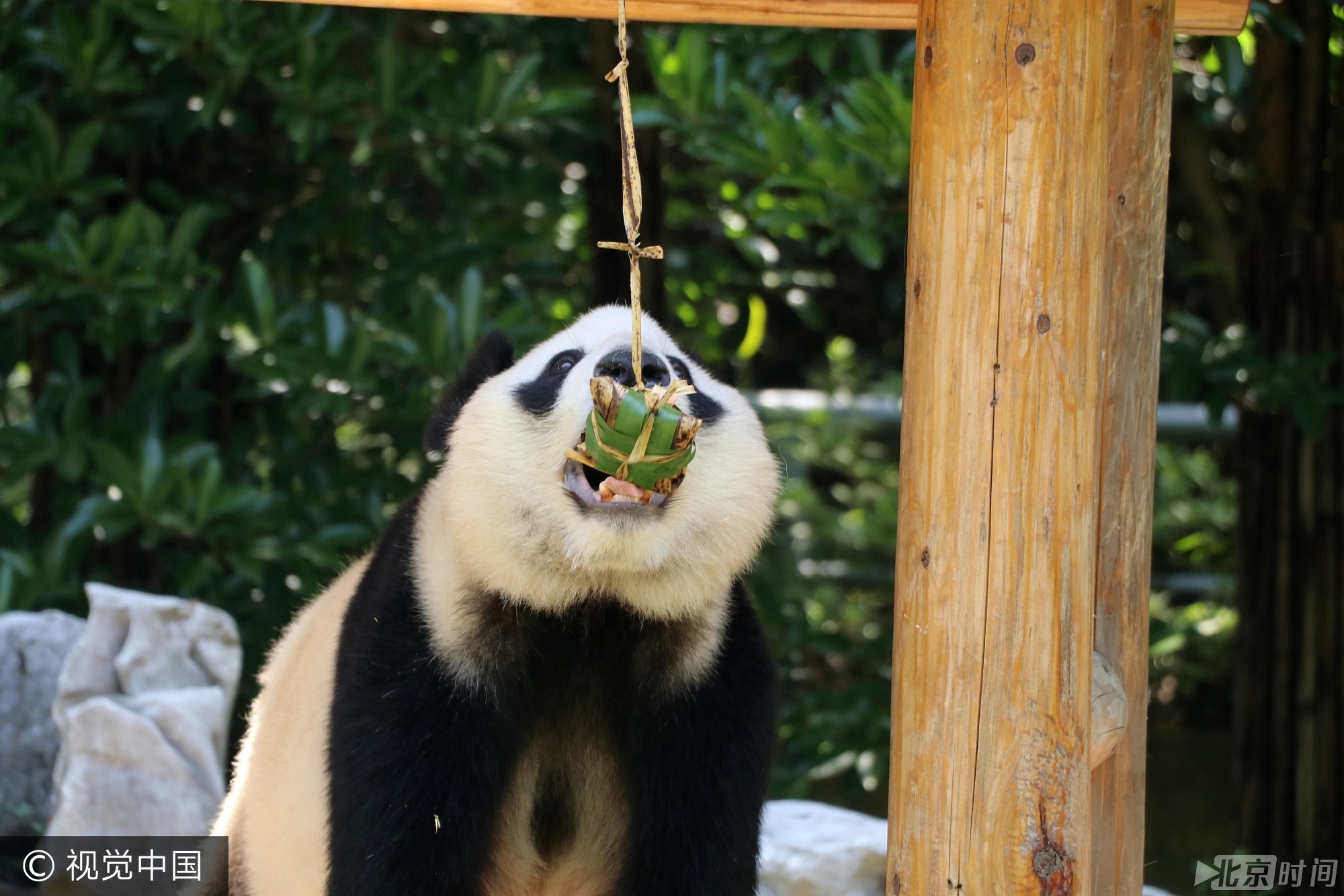 2017年5月26日， 我国传统节日端午节临近，当日，扬州茱萸湾动物园的饲养员用窝窝头、竹粉、苹果等食材为大熊猫、袋鼠等动物精心制作了特殊的粽子，让它们享受美食迎接端午。