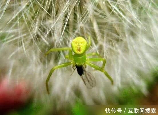 笑脸是长在蜘蛛的腹部,就像一张哈哈大笑的人