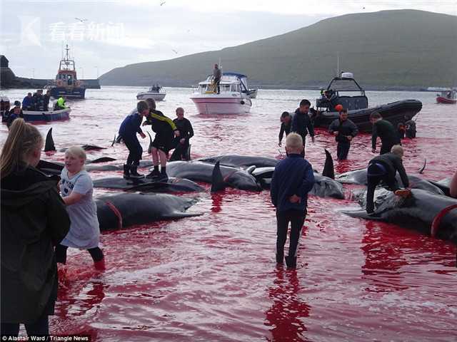 据悉，全世界许多国家已经禁止捕杀鲸鱼，大规模鲸鱼捕猎活动立即遭到了动物权益保护人士的批评。然而当地政府却一直非常认可这种行为，他们认为猎杀行为是非常正常的，由于每头鲸鱼都可以提供几百公斤的肉和鲸脂，可以确保岛上能够不依赖外界，自给自足。