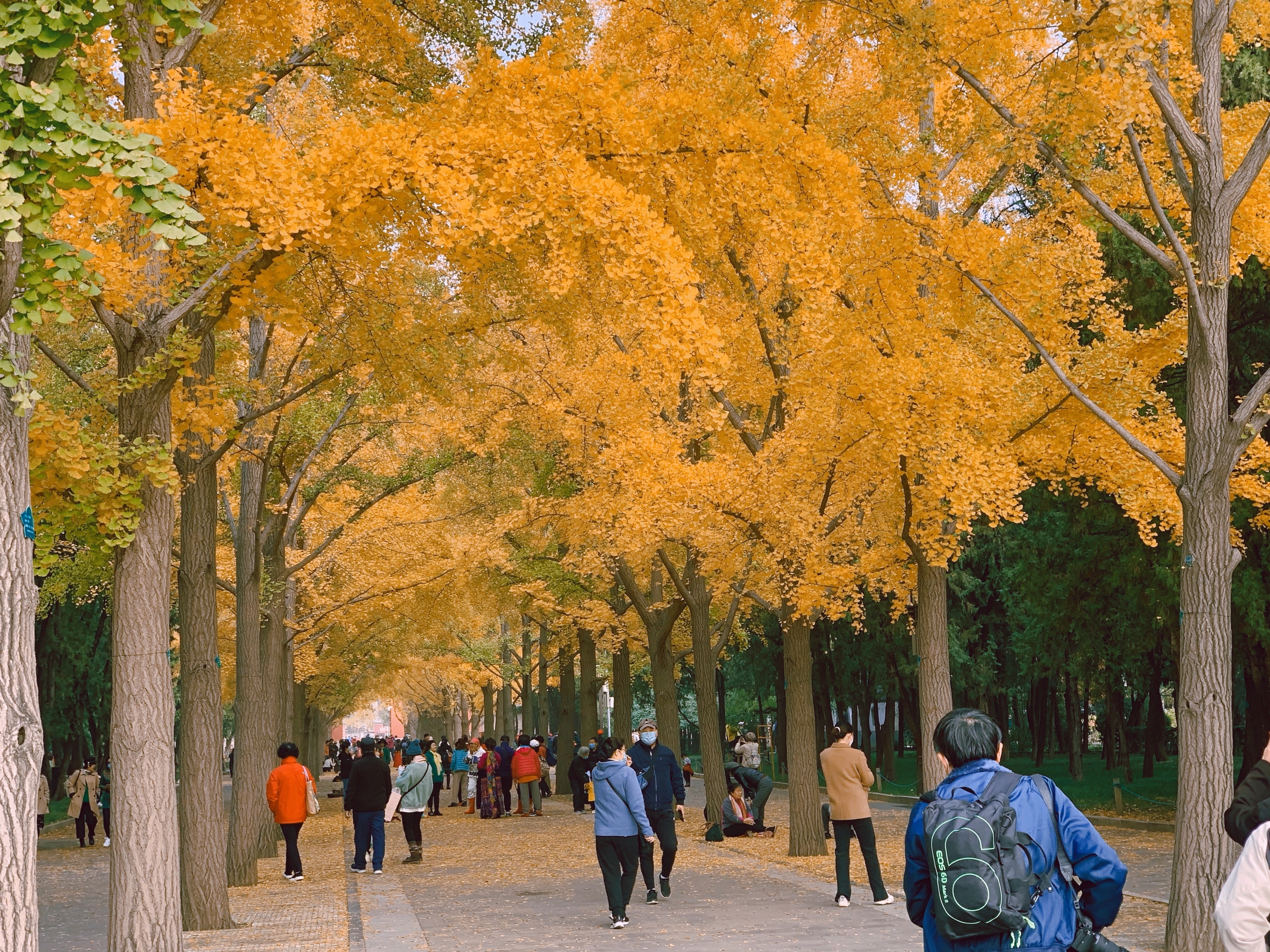 北京绚烂秋景延长一个月,美景能看到本月底
