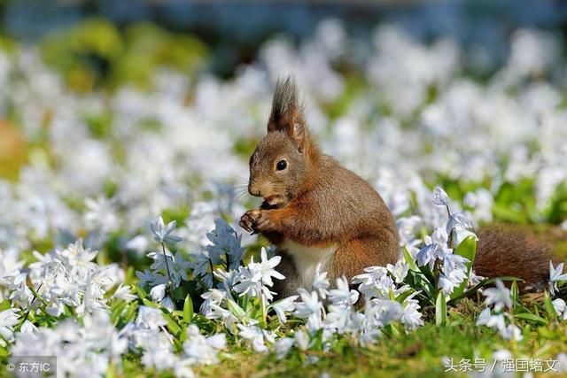 2018年生肖运势属鼠运程,鼠今年运势让你大开
