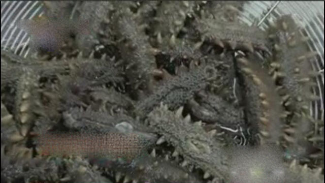 《快乐生活一点通》20180201 进食佳品：海参