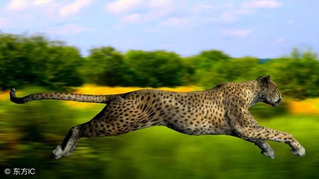 你知道博尔特吗?如果博尔特和猎豹赛跑100米