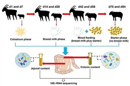 山羊羔羊肠道微生物组时空变化规律获解