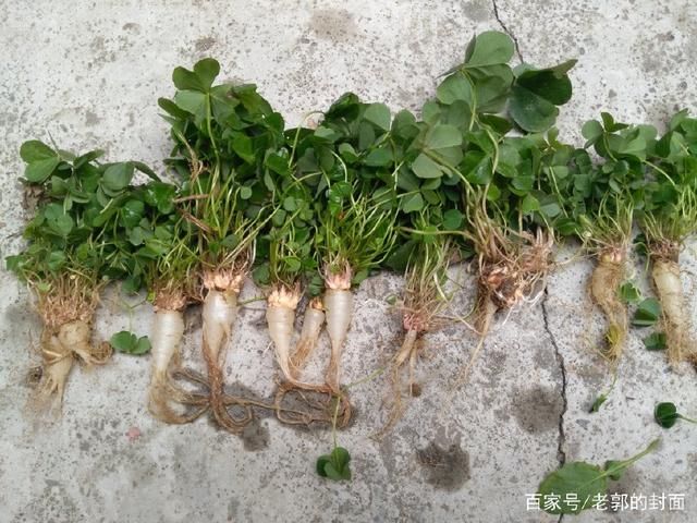 我是不是发大了?挖了一堆野人参,懂行的兄弟帮忙鉴定一下-北京时间