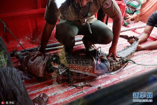 印尼1.5米长鳄鱼从居民区逃脱 被保护中心人员擒获