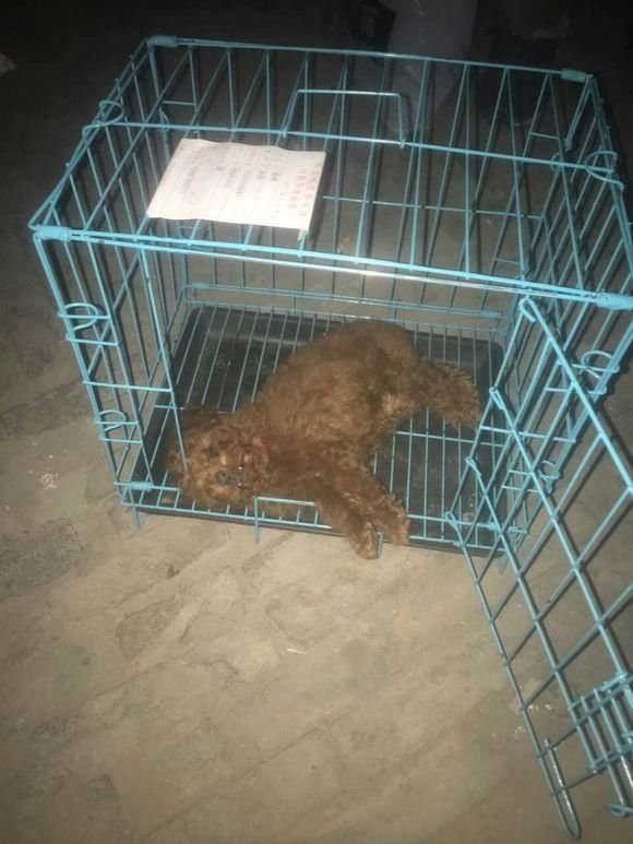 网上买了只泰迪货到后竟是死狗,协商后店家决定再补送一只,期待这只