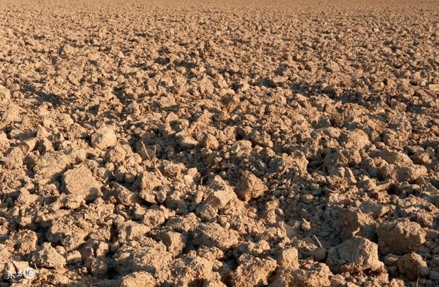 对土壤适应性广,以土层深厚,土质肥沃,排水良好的中性沙壤土生长最好