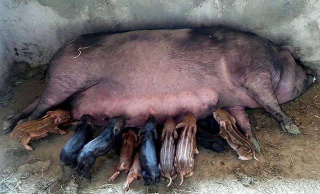 农民家里的老母猪活活生出了一堆怪物,吓坏了村里的众人!