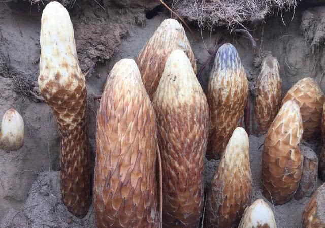 第一位肉苁蓉:肉苁蓉,《神农本草经》:味甘,温.