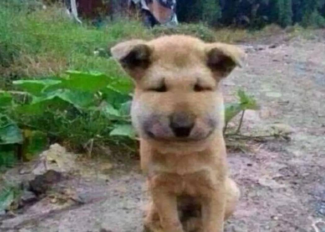 熊娃捅马蜂窝被蛰!虫咬过敏如何处理?