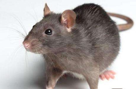 老鼠最怕的一种东西,放在家中,老鼠全部都消失