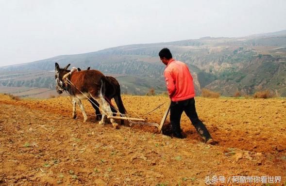 农民请注意!18年农村粮食补贴发放时时间已定