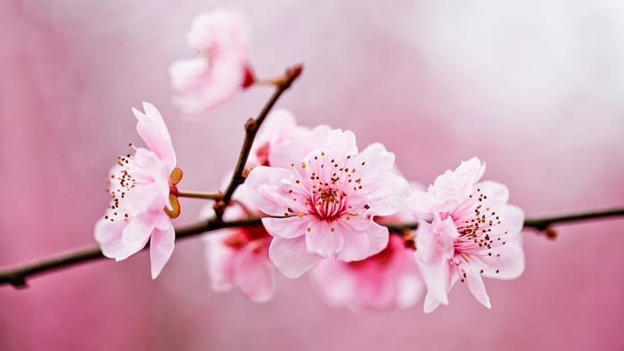 我是桃花:桃之夭夭 灼灼其华 我是桃花:桃之夭夭 灼灼其华