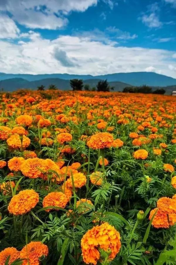 市长与曲靖一起刷爆朋友圈!流利英文对答记者