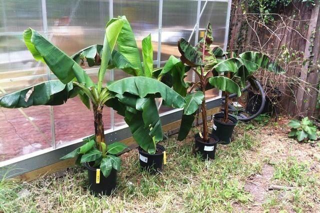 在家种香蕉,再教你种生姜盆栽,花三分钟你拥有一盆香蕉树 在家种香蕉,再教你种生姜盆栽,花三分钟你拥有一盆香蕉树
