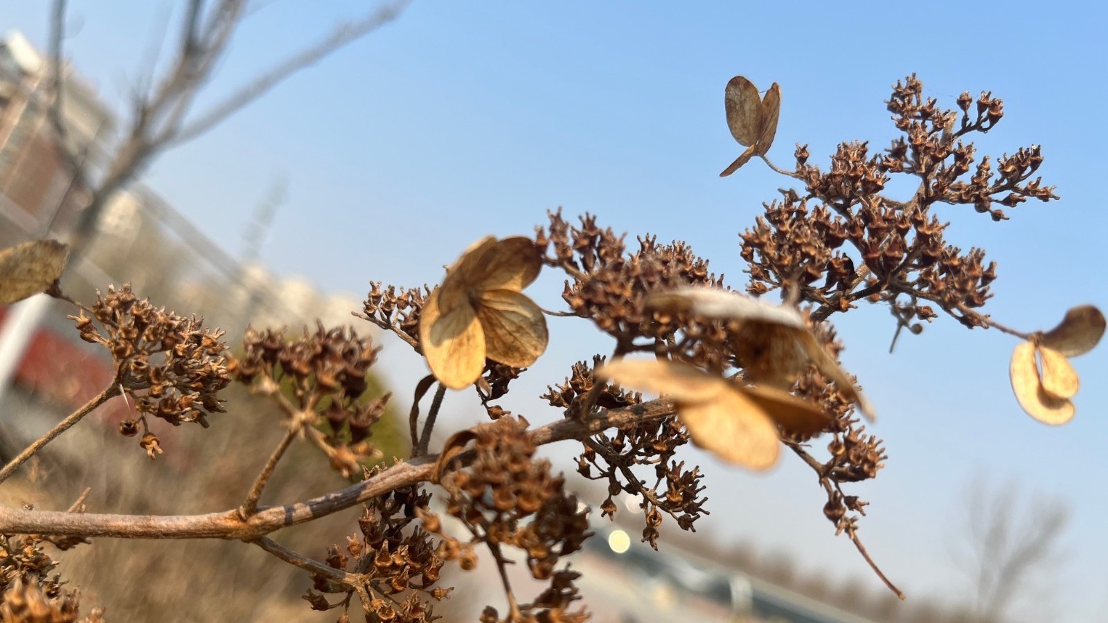 北风劲吹 今天空气指数“1级优”最低气温-3℃