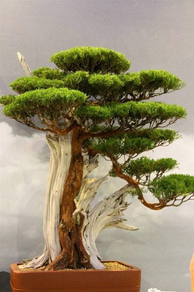 价值过亿的盆景,真是难得一见,家里养一棵就赚大了!