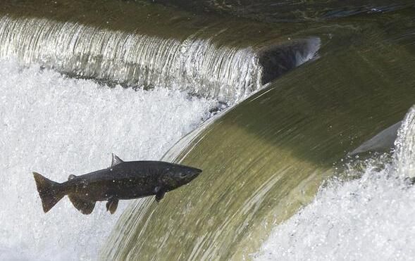 长江里面的鱼是怎么游过三峡大坝产卵的?今天