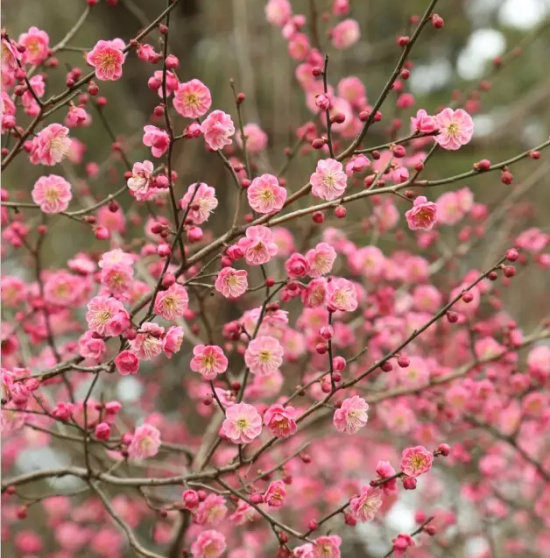 南京市花为何是梅花?