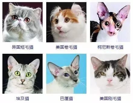 所有猫的品种加照片图片