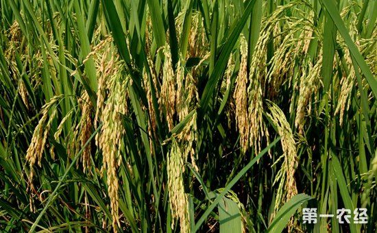 坚持农业农村优先发展 把握乡村振兴战略的六