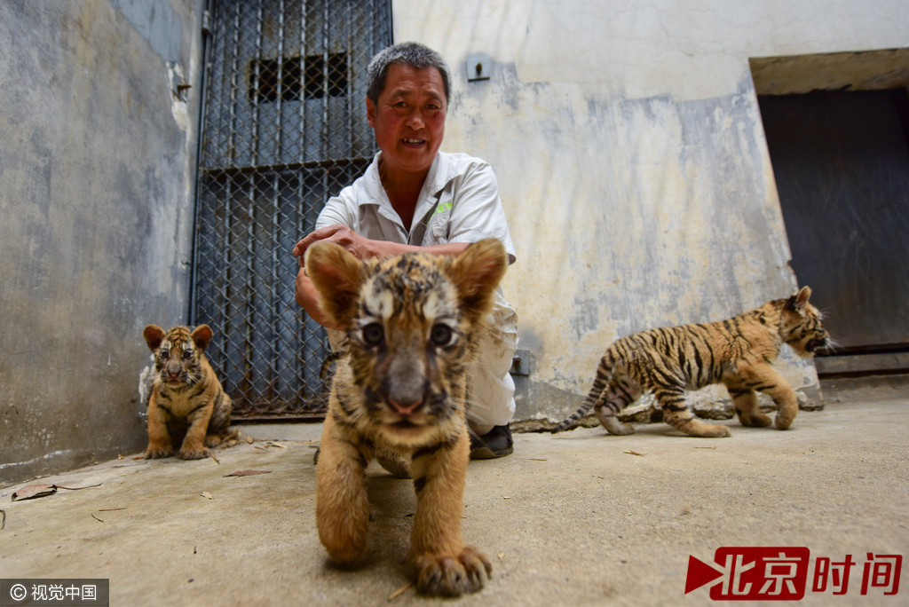 煙臺動物園三胞胎東北虎首次亮相